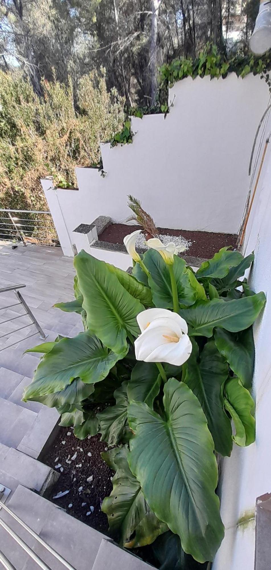 Villa Avril Piscina Privada Y Amplias Terrazas 올리벨라 외부 사진
